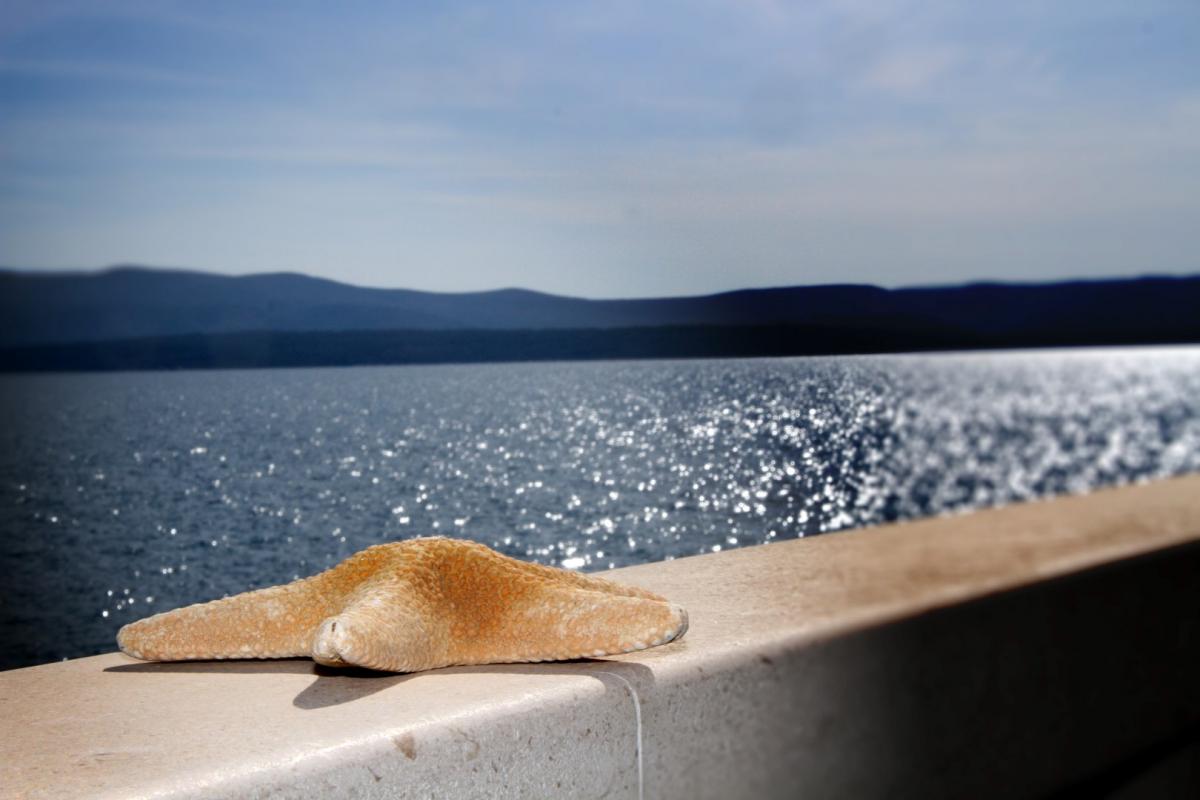 apartment, appartamento, apartman, appartement